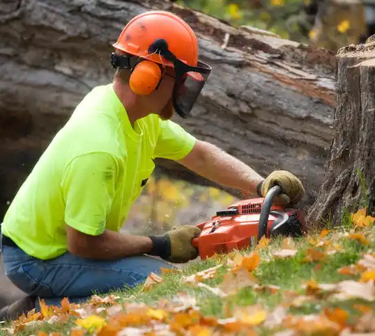 tree services Groveport